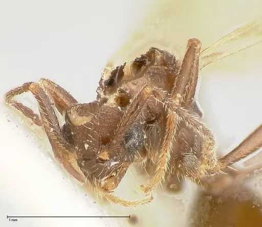Myrmica kurokii specimen FOCOL0491 image focol0491_2