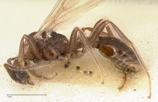 Myrmica kurokii specimen FOCOL0491 image focol0491_3