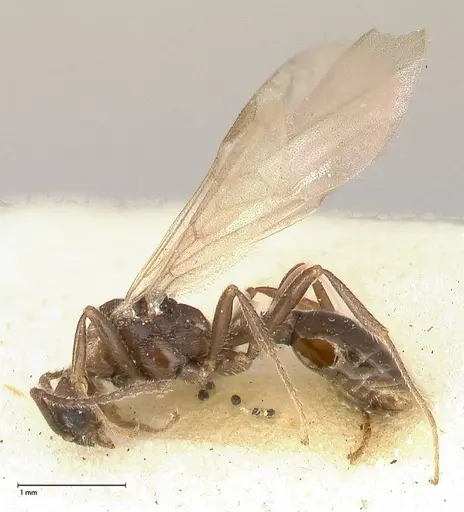 Myrmica kurokii specimen FOCOL0491 image focol0491_4