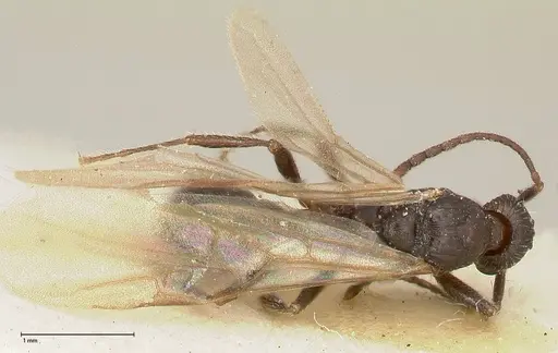 Myrmica kurokii specimen FOCOL0492 image focol0492_1