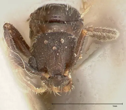 Myrmica kurokii specimen FOCOL0492 image focol0492_2
