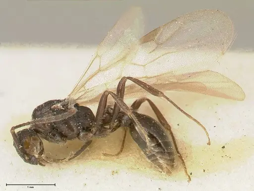 Myrmica kurokii specimen FOCOL0492 image focol0492_3