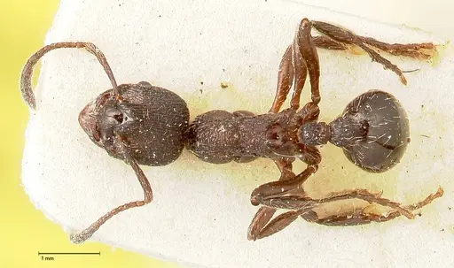 Myrmica kurokii specimen FOCOL0493 image focol0493_1