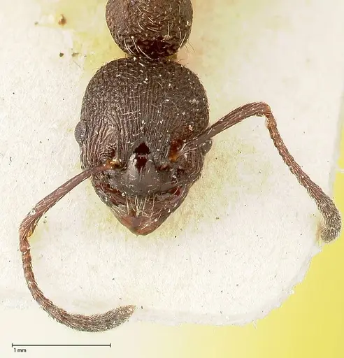 Myrmica kurokii specimen FOCOL0493 image focol0493_2