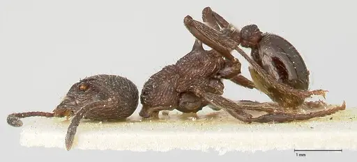 Myrmica kurokii specimen FOCOL0493 image focol0493_3