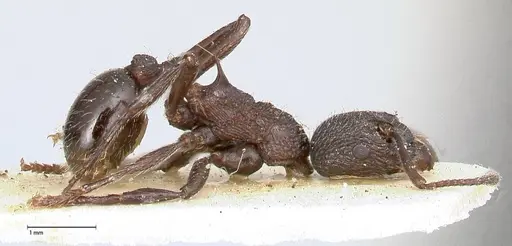 Myrmica kurokii specimen FOCOL0493 image focol0493_4