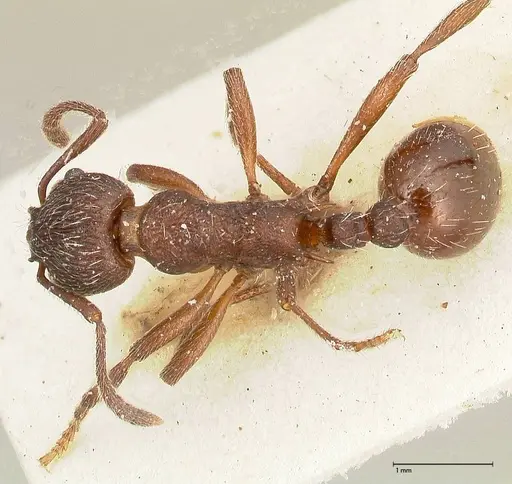 Myrmica kurokii specimen FOCOL0494 image focol0494_1