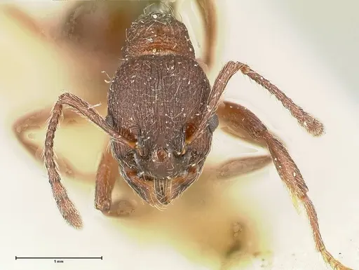 Myrmica kurokii specimen FOCOL0494 image focol0494_2