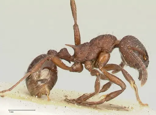 Myrmica kurokii specimen FOCOL0494 image focol0494_3