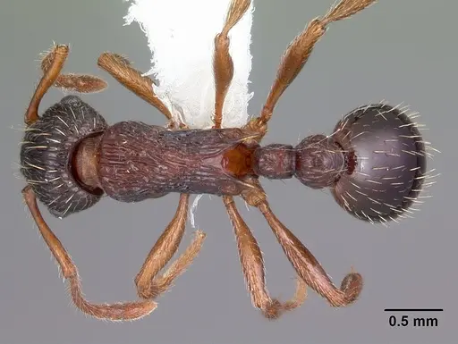 Myrmica latifrons specimen CASENT0104815 image casent0104815_1