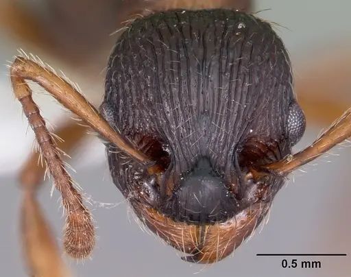 Myrmica latifrons specimen CASENT0104815 image casent0104815_2