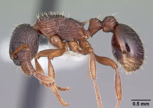 Myrmica latifrons specimen CASENT0104815 image casent0104815_3