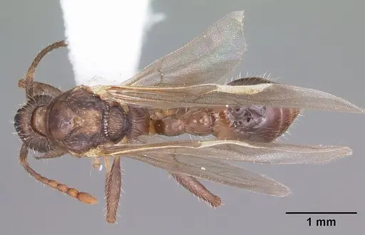 Myrmica latifrons specimen CASENT0104816 image casent0104816_1