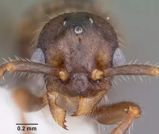 Myrmica latifrons specimen CASENT0104816 image casent0104816_2