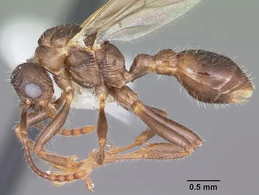 Myrmica latifrons specimen CASENT0104816 image casent0104816_3