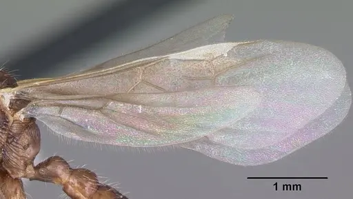 Myrmica latifrons specimen CASENT0104816 image casent0104816_4