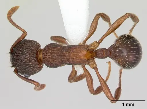 Myrmica latifrons specimen CASENT0173006 image casent0173006_1