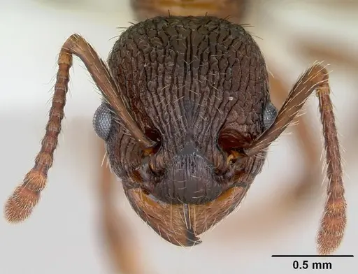 Myrmica latifrons specimen CASENT0173006 image casent0173006_2