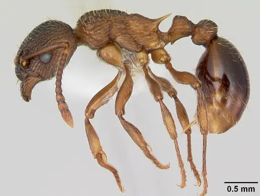 Myrmica latifrons specimen CASENT0173006 image casent0173006_3