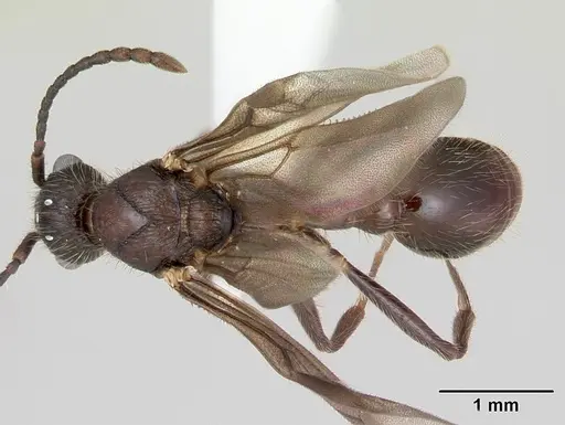 Myrmica latifrons specimen CASENT0173007 image casent0173007_1