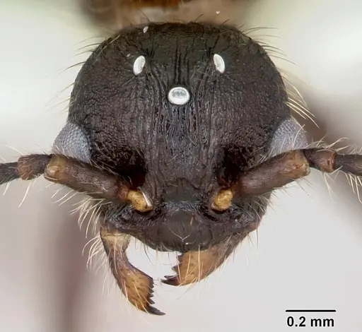 Myrmica latifrons specimen CASENT0173007 image casent0173007_2