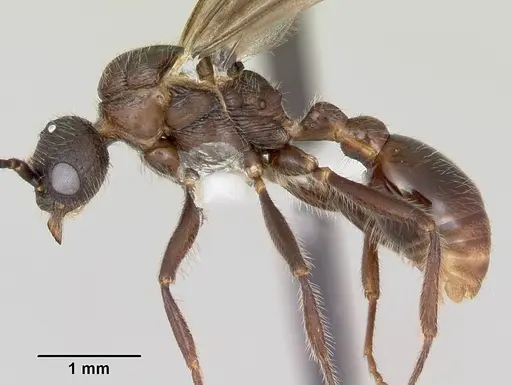 Myrmica latifrons specimen CASENT0173007 image casent0173007_3