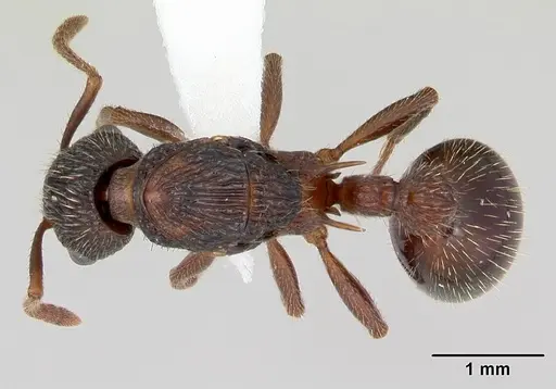 Myrmica latifrons specimen CASENT0173008 image casent0173008_1