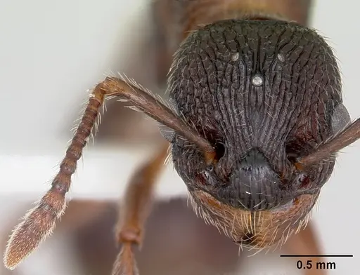 Myrmica latifrons specimen CASENT0173008 image casent0173008_2