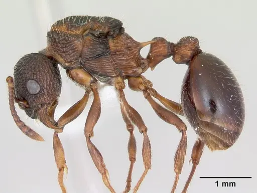 Myrmica latifrons specimen CASENT0173008 image casent0173008_3