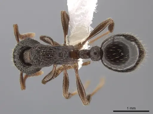 Myrmica latifrons specimen CASENT0650155 image casent0650155_1