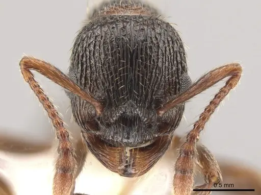 Myrmica latifrons specimen CASENT0650155 image casent0650155_2