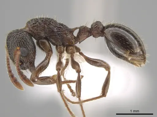 Myrmica latifrons specimen CASENT0650155 image casent0650155_3