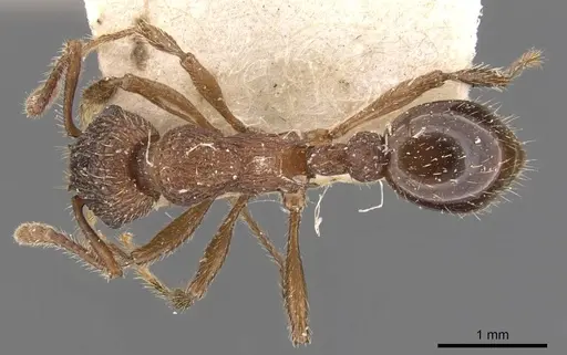 Myrmica latifrons specimen CASENT0907623 image casent0907623_1