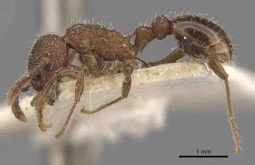 Myrmica latifrons specimen CASENT0907623 image casent0907623_3