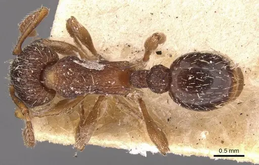 Myrmica latifrons specimen CASENT0907656 image casent0907656_1