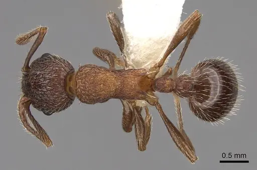 Myrmica latifrons specimen CASENT0922752 image casent0922752_1