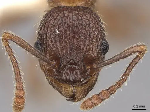 Myrmica latifrons specimen CASENT0922752 image casent0922752_2