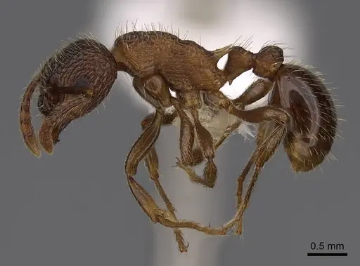 Myrmica latifrons specimen CASENT0922752 image casent0922752_3
