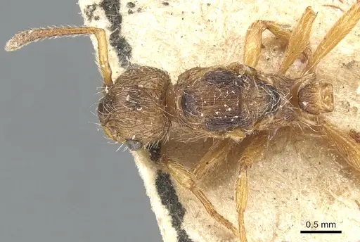 Myrmica laurae specimen CASENT0904098 image casent0904098_1