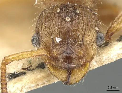 Myrmica laurae specimen CASENT0904098 image casent0904098_2
