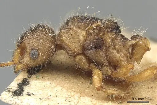 Myrmica laurae specimen CASENT0904098 image casent0904098_3