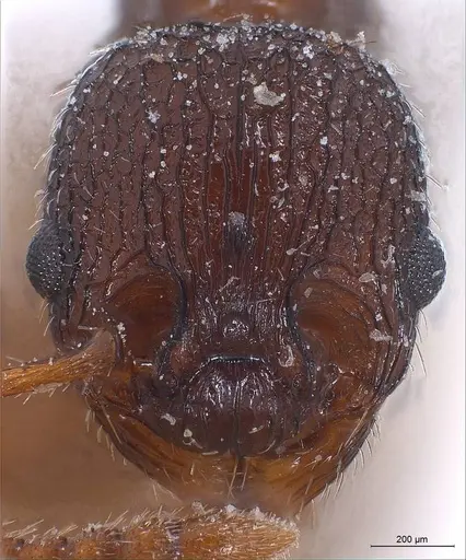 Myrmica lobicornis specimen ANTWEB1008448 image antweb1008448_2