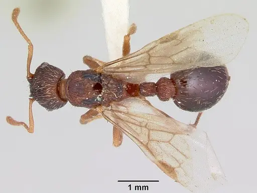 Myrmica lobicornis specimen CASENT0103401 image casent0103401_1