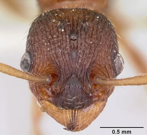Myrmica lobicornis specimen CASENT0103401 image casent0103401_2