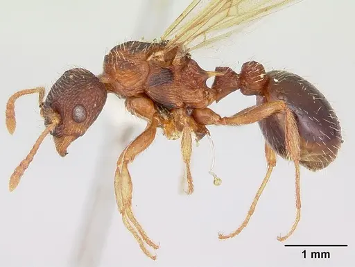 Myrmica lobicornis specimen CASENT0103401 image casent0103401_3
