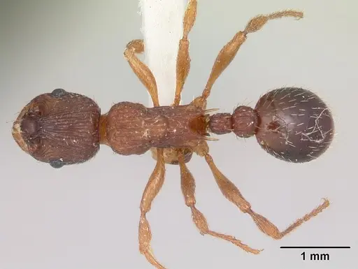 Myrmica lobicornis specimen CASENT0103402 image casent0103402_1