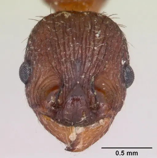 Myrmica lobicornis specimen CASENT0103402 image casent0103402_2