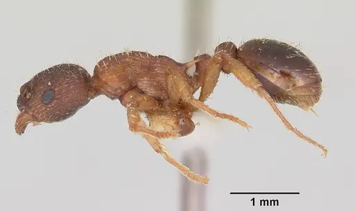 Myrmica lobicornis specimen CASENT0103402 image casent0103402_3