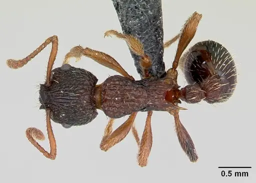 Myrmica lobicornis specimen CASENT0172718 image casent0172718_1