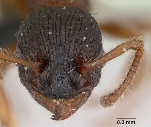 Myrmica lobicornis specimen CASENT0172718 image casent0172718_2